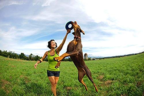 Chuckit Zipflight Flying Disc Dog Toy, Medium (8.5"), Orange and Blue - Image 7