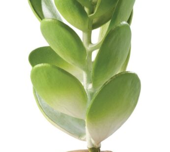 Exo Terra Jade Cactus Terrarium Plant