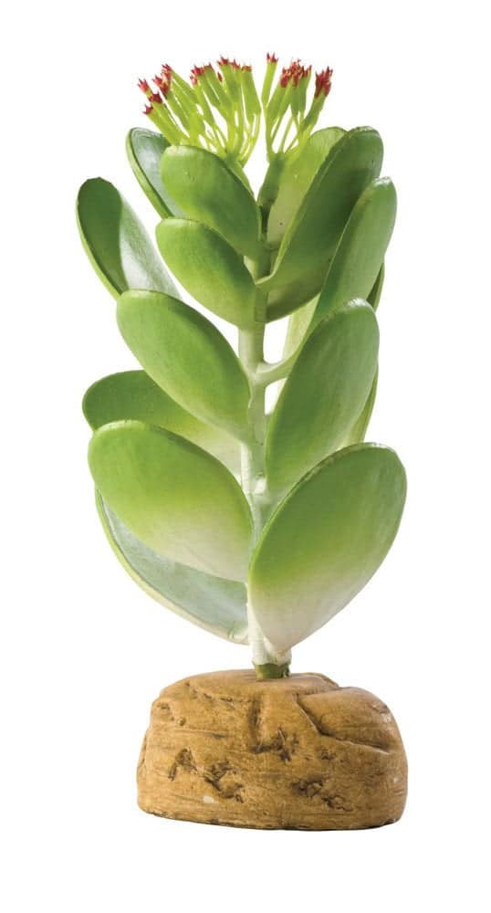 Exo Terra Jade Cactus Terrarium Plant