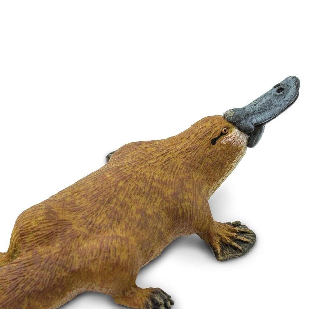 Safari Ltd. Platypus Figurine - Detailed 4.75" Plastic Model Figure - Fun Educational Play - Image 3