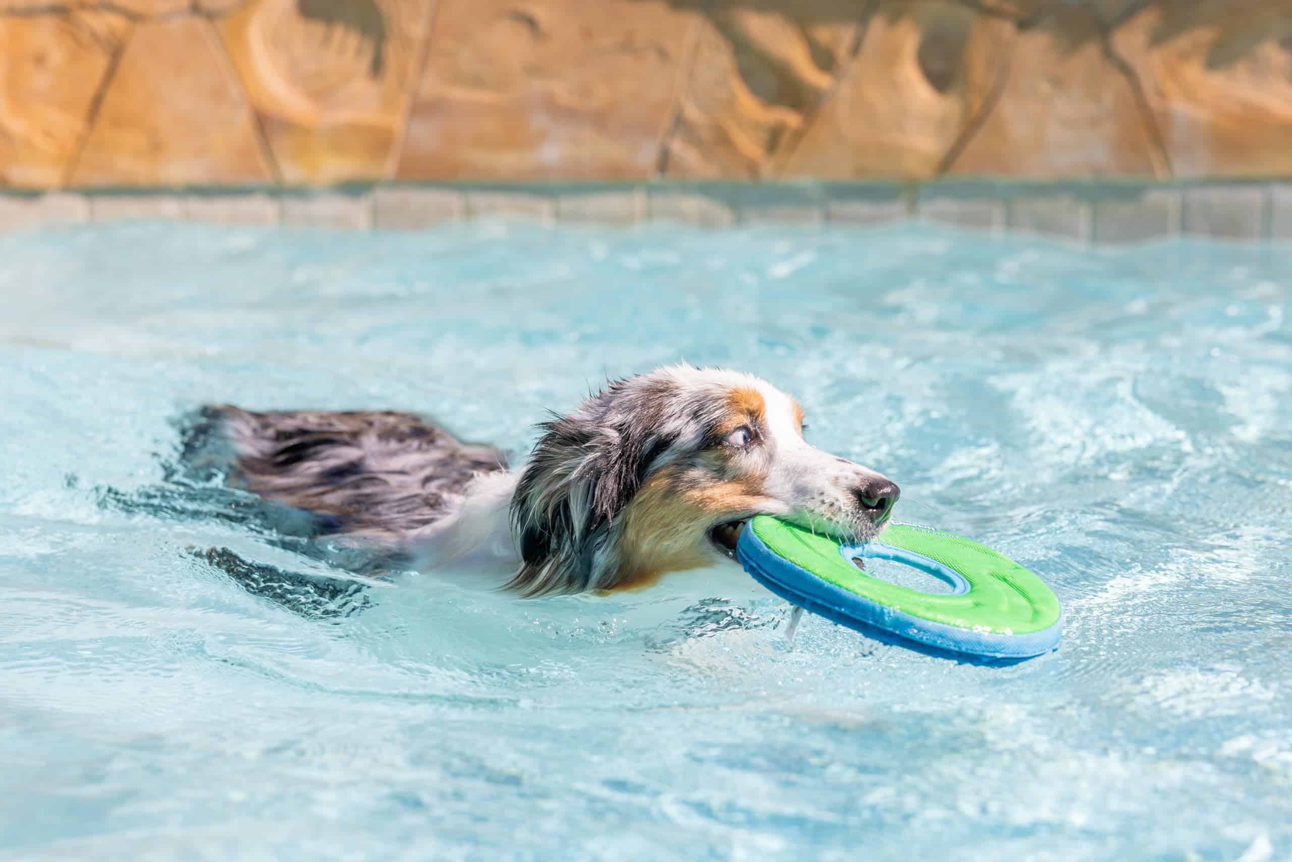 Chuckit Zipflight Flying Disc Dog Toy, Medium (8.5"), Orange and Blue - Image 6