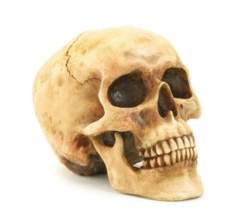 Grinning Highly Realistic Replica Human Skull Statue Home D?cor 6.5×4.25×4.6″