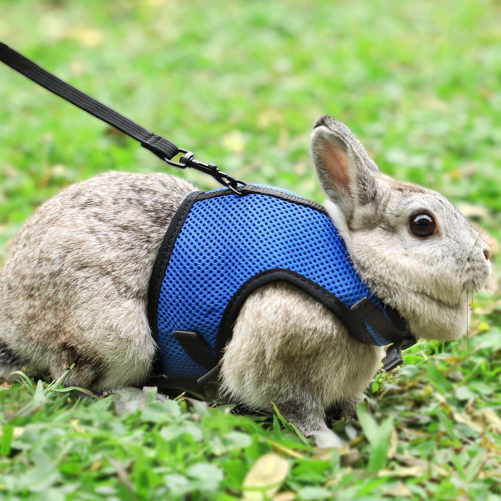 PETTOM Bunny Rabbit Harness with Stretchy Leash Cute Adjustable Buckle Breathable Mesh Ves
