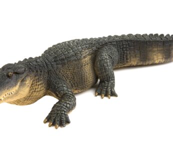 Safari Ltd. Alligator Figurine – Detailed 10.5″ Plastic Model Figure – Fun Educational Pla