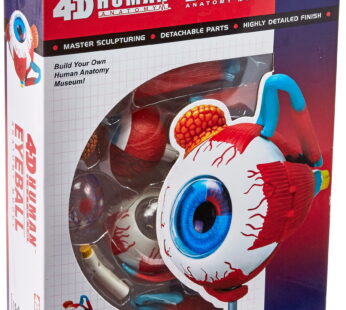 Tedco Human Anatomy – Eyeball Anatomy Model