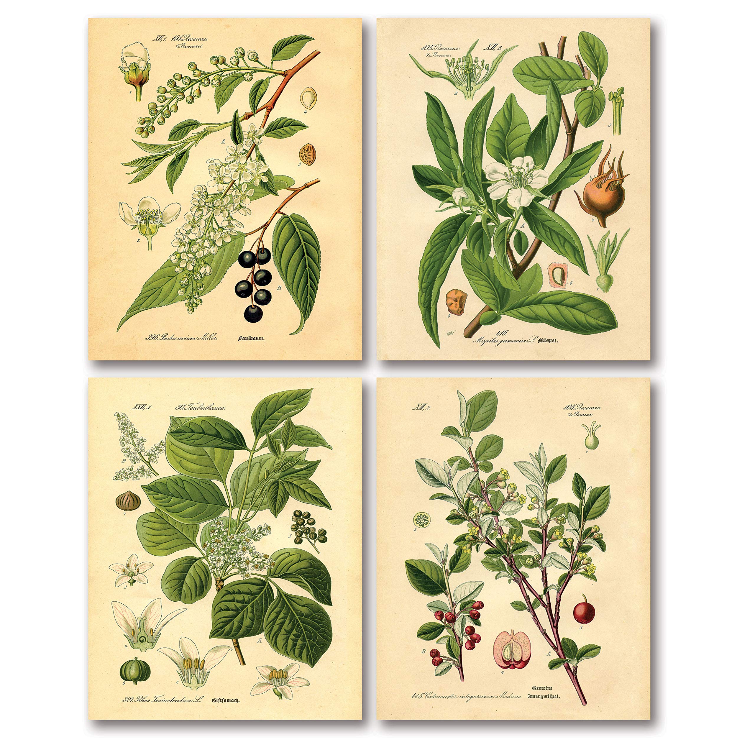 Gango Home Decor Popular Old-Fashioned Plant Botanical Prints; Four 8x10in Poster Prints - Image 2