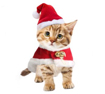 PETLESO Lion Hat Costume, Small, for Dogs & Cats, Lightweight, Breathable, Adjustable, Per