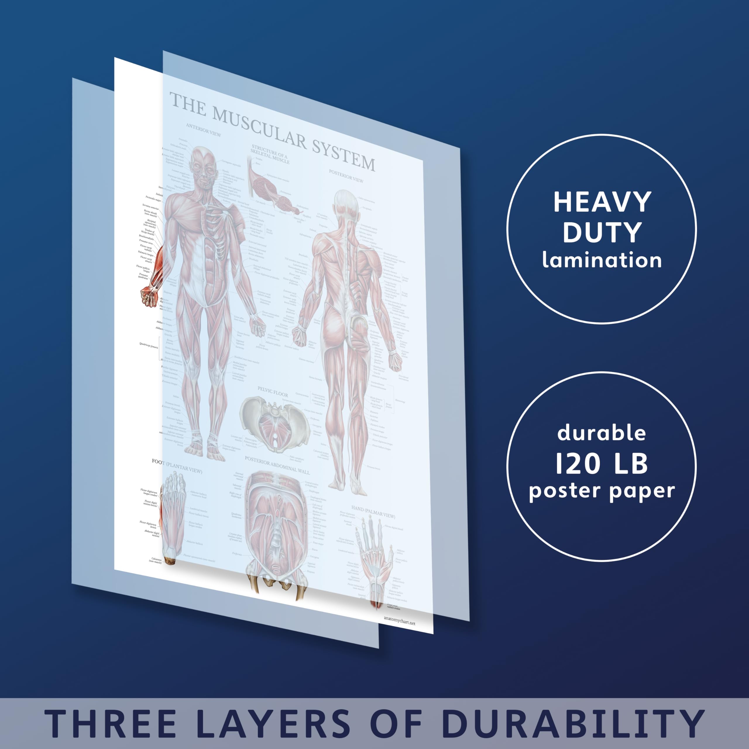 Palace Learning Muscular System Anatomical Poster - LAMINATED - Muscle Anatomy Chart - Dou - Image 2