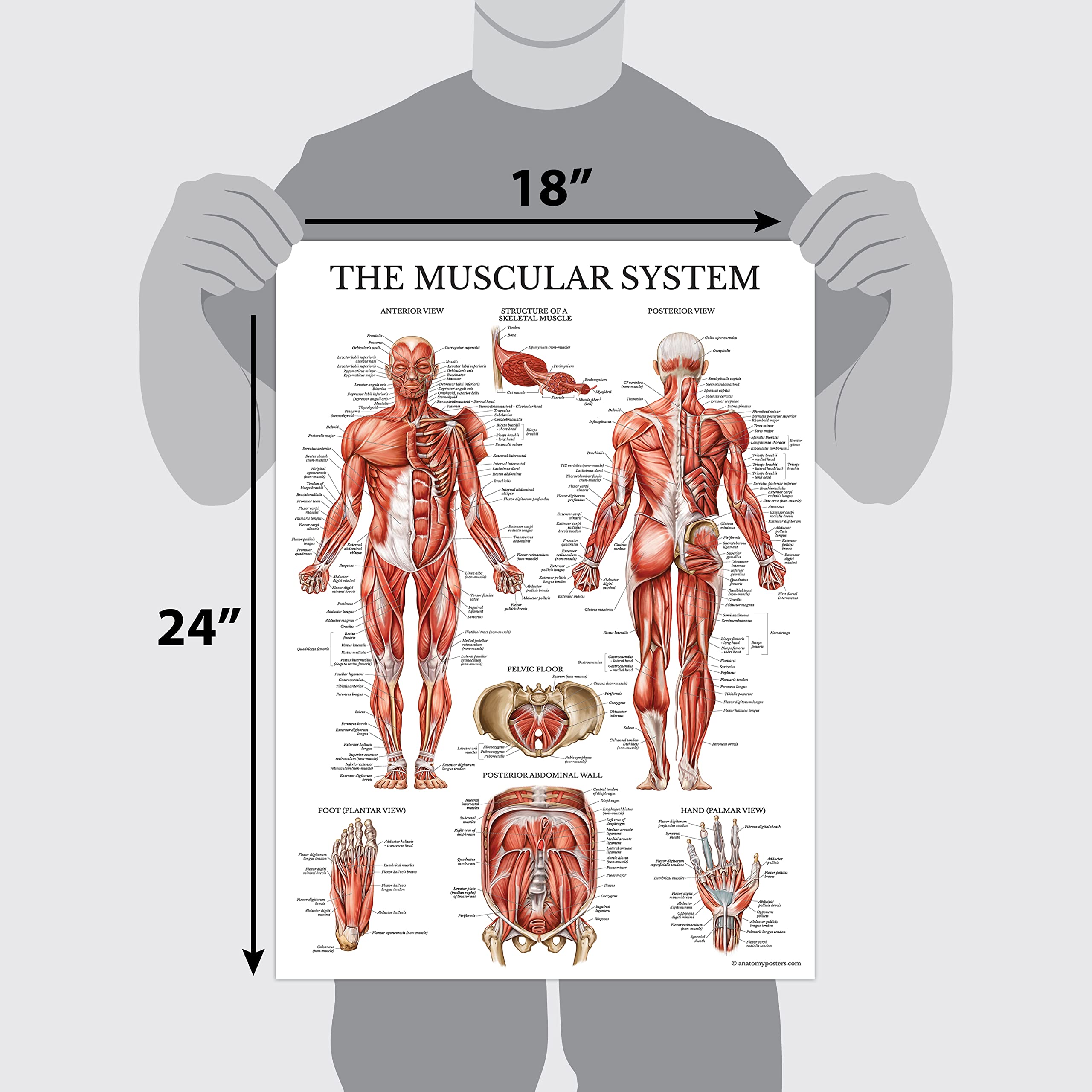 Palace Learning Muscular System Anatomical Poster - LAMINATED - Muscle Anatomy Chart - Dou - Image 4