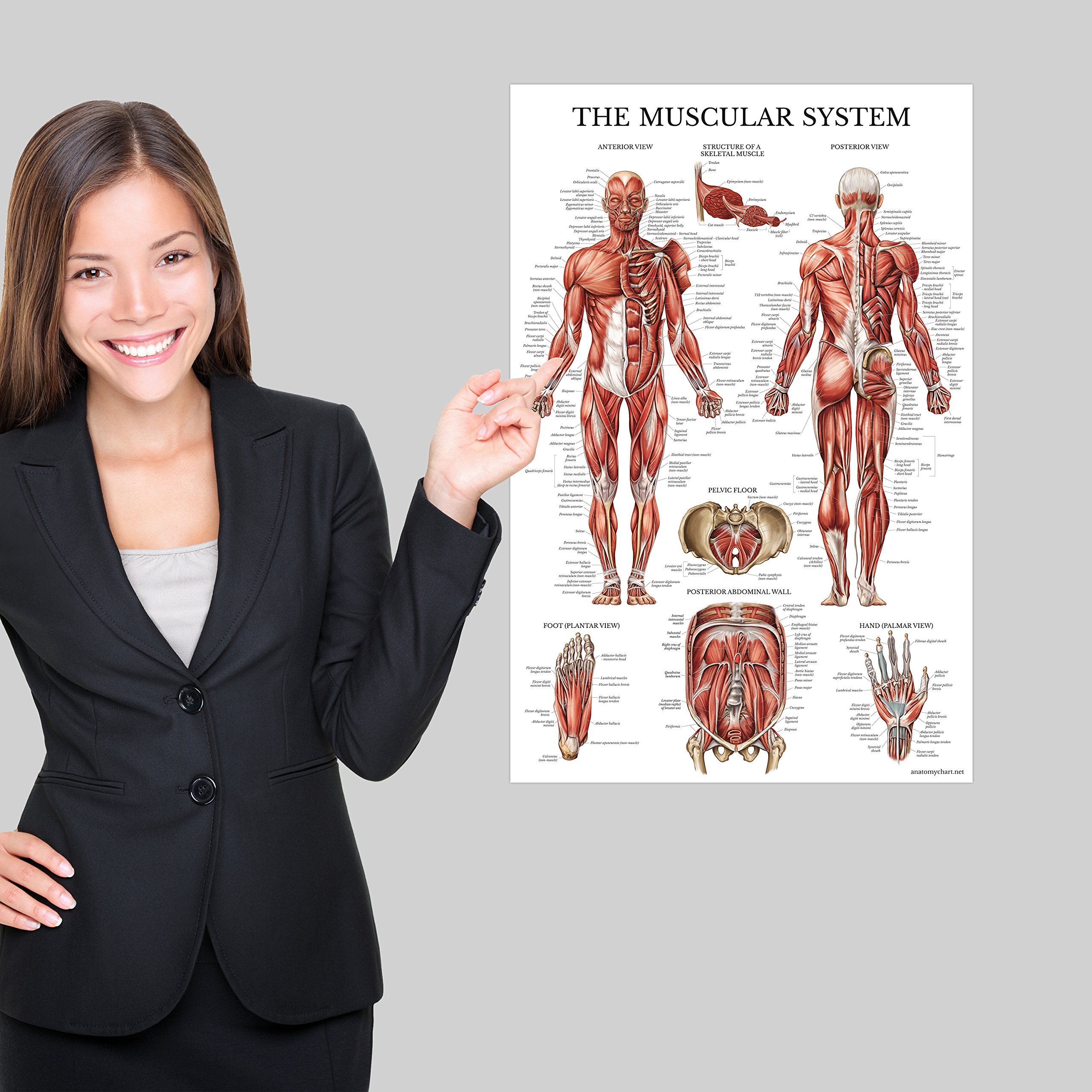 Palace Learning Muscular System Anatomical Poster - LAMINATED - Muscle Anatomy Chart - Dou - Image 3