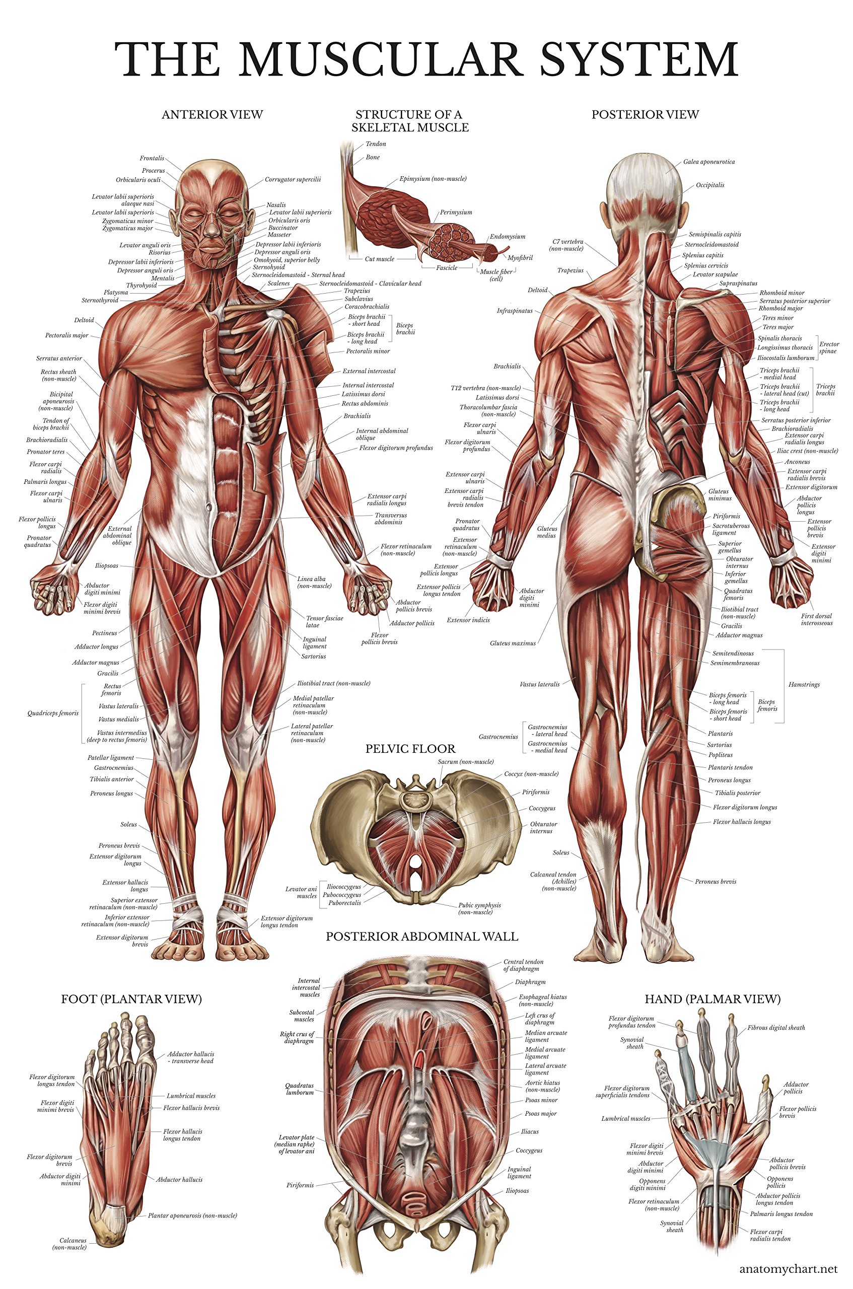 Palace Learning Muscular System Anatomical Poster - LAMINATED - Muscle Anatomy Chart - Dou