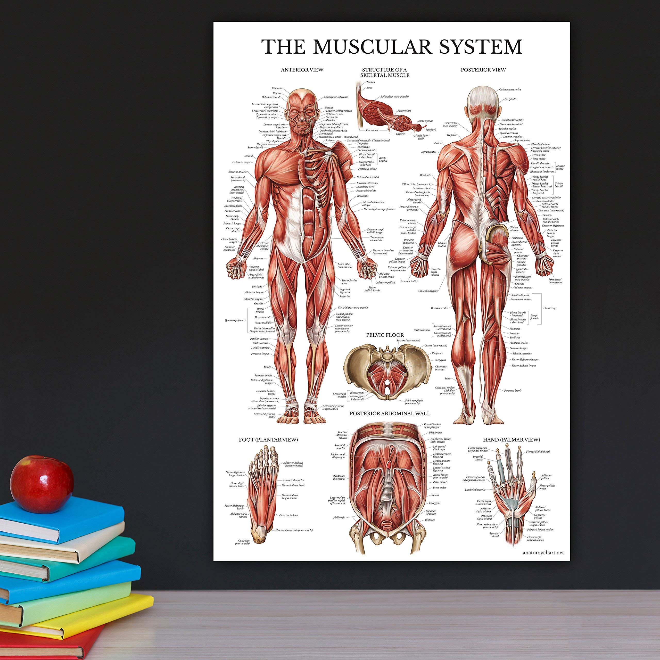 Palace Learning Muscular System Anatomical Poster - LAMINATED - Muscle Anatomy Chart - Dou - Image 5