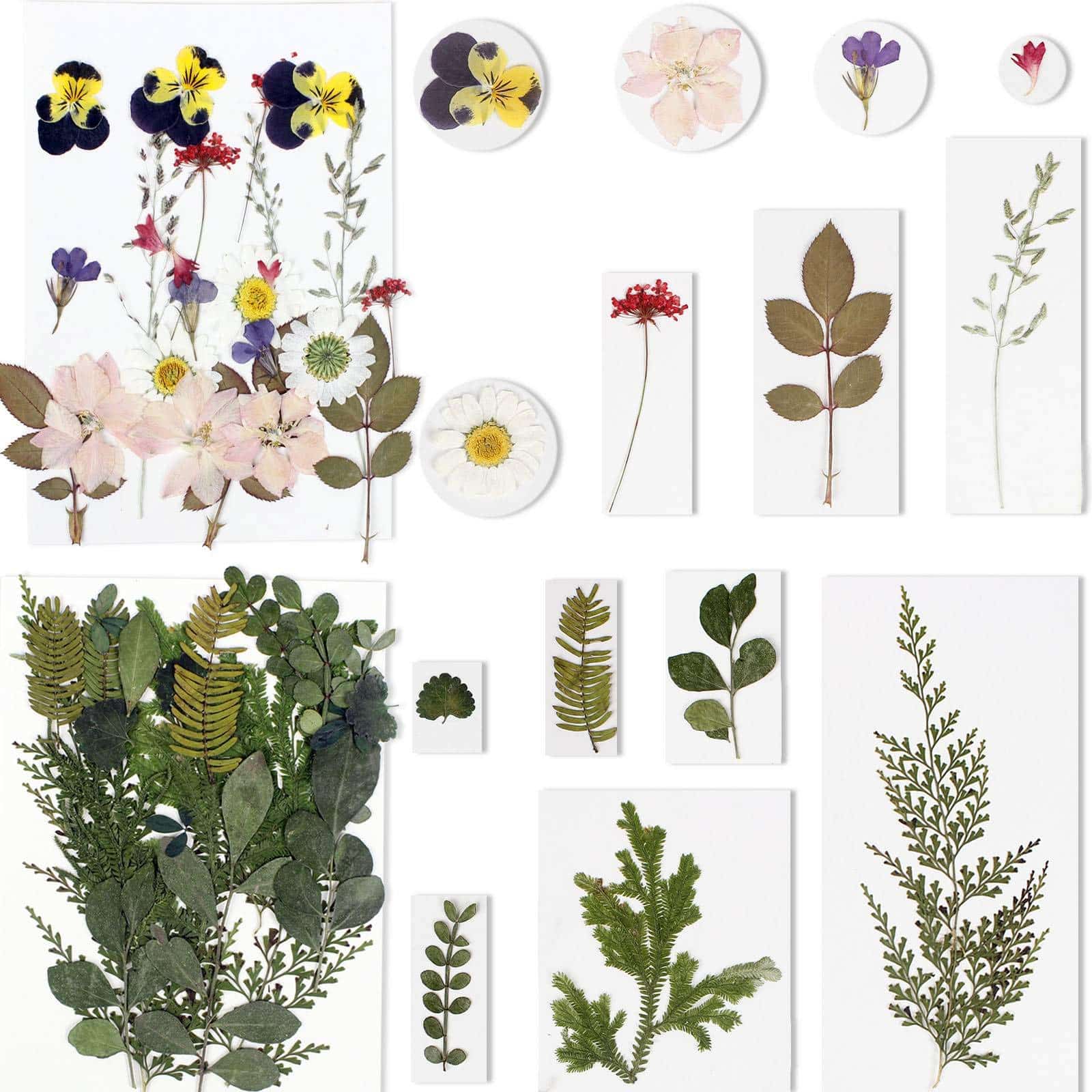 BIHRTC 100PCS Dried Flowers for Resin Real Dry Flower Natural Pressed Died Leaves Sunflowe - Image 3