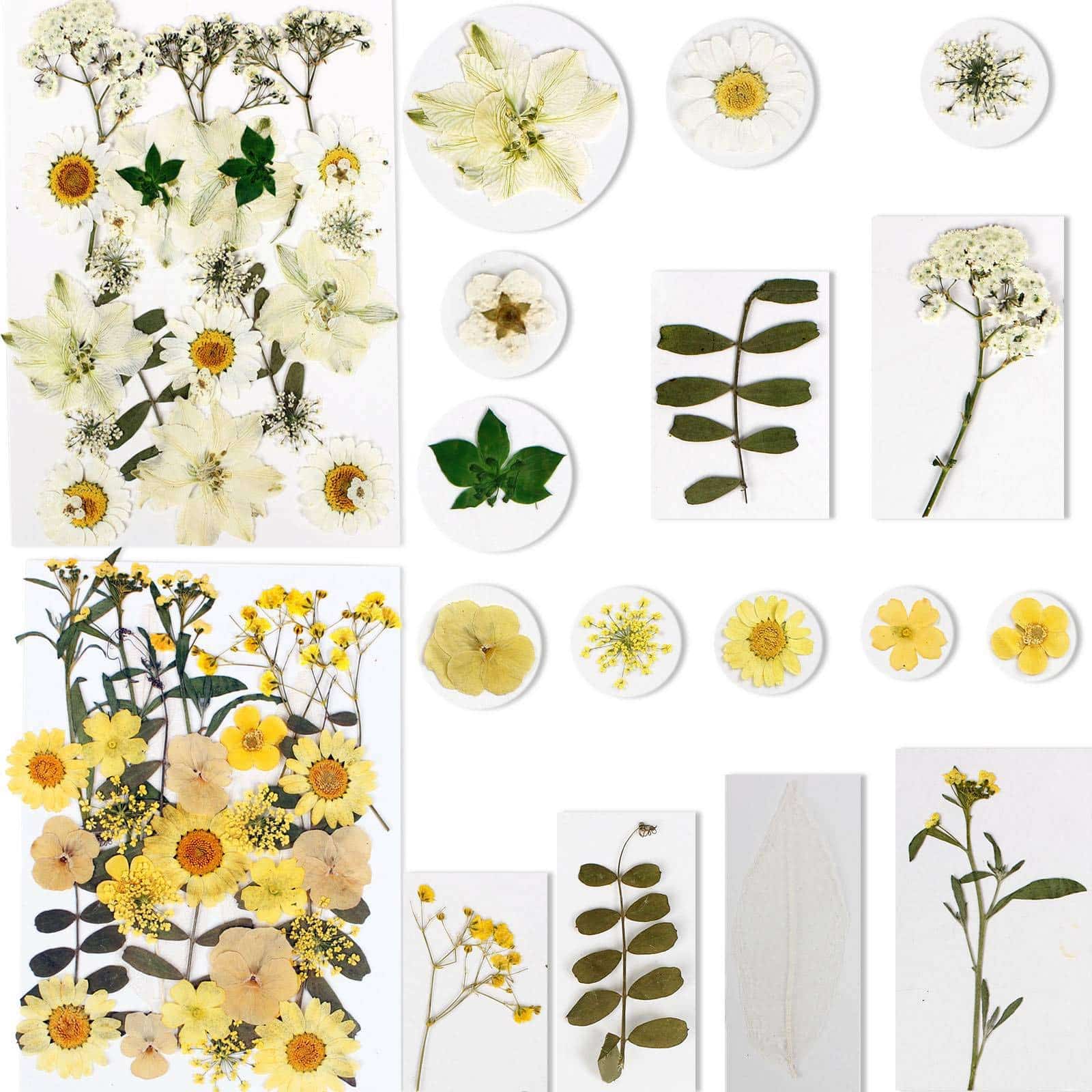 BIHRTC 100PCS Dried Flowers for Resin Real Dry Flower Natural Pressed Died Leaves Sunflowe - Image 2