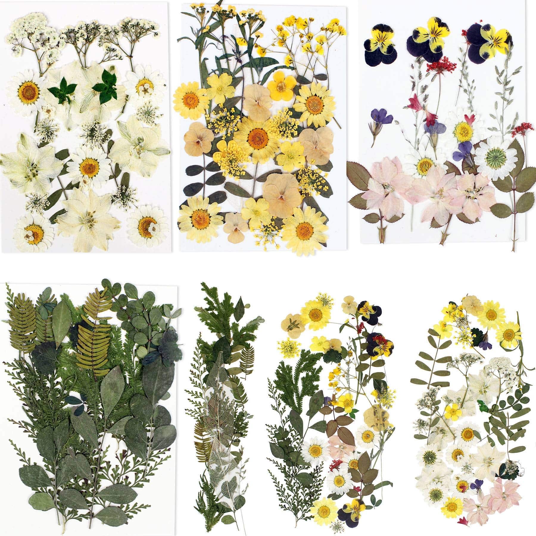 BIHRTC 100PCS Dried Flowers for Resin Real Dry Flower Natural Pressed Died Leaves Sunflowe