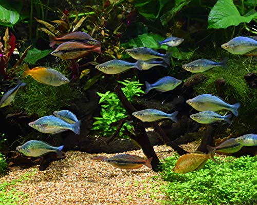 Seachem Pristine Aquarium Treatment, 500ml (001438) - Image 5