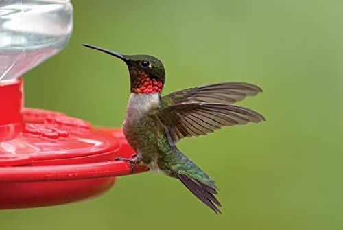 First Nature 3090 32-ounce Hummingbird Flower Feeder - Image 8