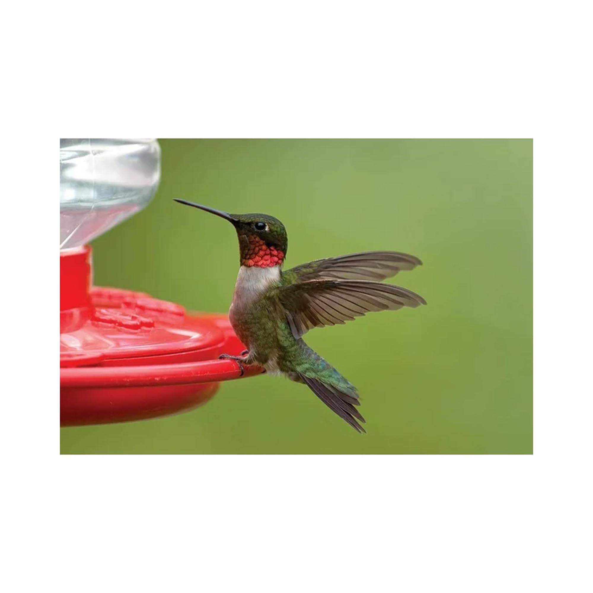 First Nature 3090 32-ounce Hummingbird Flower Feeder - Image 3